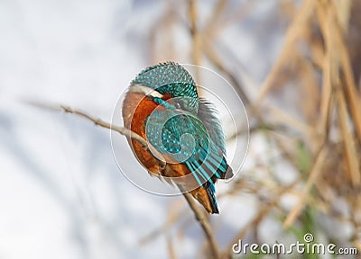 Kingfisher sits on a thin reed Stock Photo