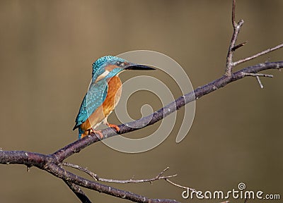 Kingfisher fishing in the river Stour in the UK. Stock Photo