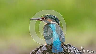 Kingfisher on the stump Stock Photo