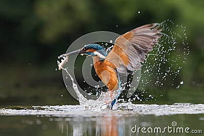 Kingfisher Stock Photo