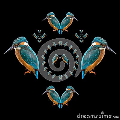 Kingfisher symmetry Stock Photo