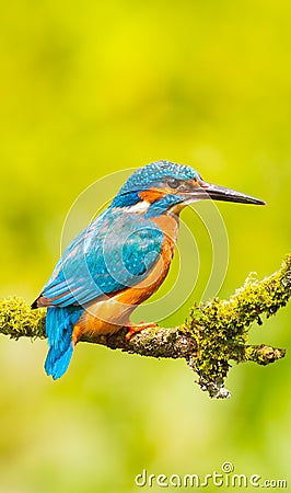 Kingfisher wallpaper Stock Photo