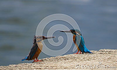 Beautiful Kingfishers sitting in the side of the lake. Stock Photo