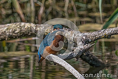Kingfishers on a branch. Stock Photo