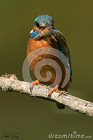 Kingfisher, Scientific name: Alcedinidae Stock Photo