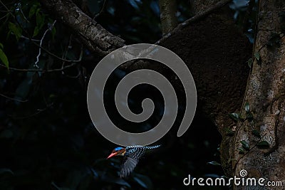 kingfishers in nature Thailand. Stock Photo