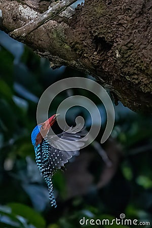 kingfishers in nature Thailand. Stock Photo