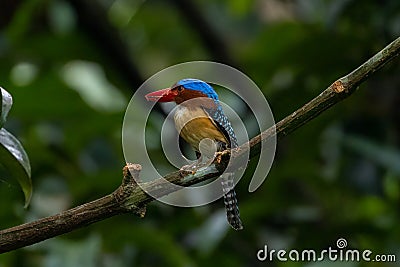 kingfishers in nature Thailand. Stock Photo