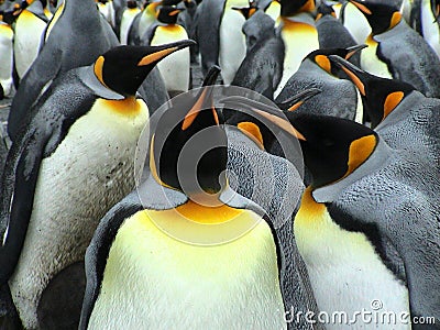 Kings penguins Stock Photo