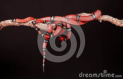 Kingsnakes entwined Stock Photo