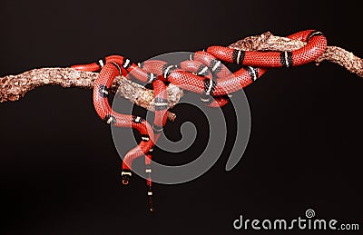Kingsnakes entwined Stock Photo