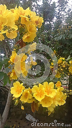 Kinihira Flowers in sri Lanka Stock Photo