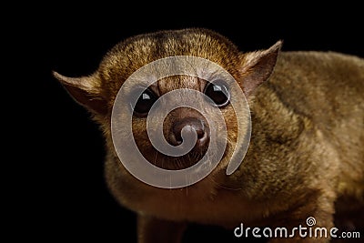 Kinkajou isolated on black background Stock Photo