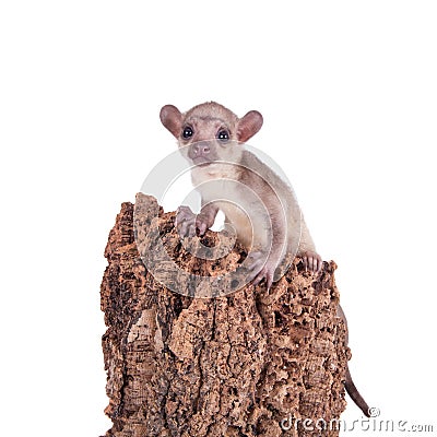 Kinkajou, Potos flavus, 3 mounth old baby on white Stock Photo