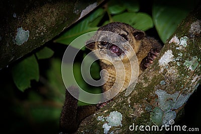 Kinkajou - Potos flavus, rainforest mammal of the family Procyonidae related to olingos, coatis, raccoons, and the ringtail and Stock Photo