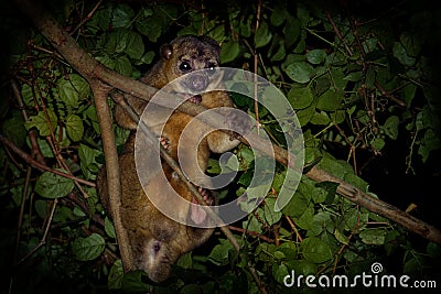Kinkajou - Potos flavus, rainforest mammal of the family Procyonidae related to olingos, coatis, raccoons, and the ringtail and Stock Photo