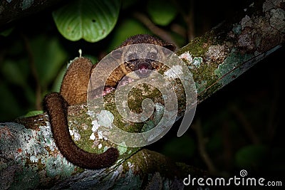 Kinkajou - Potos flavus, rainforest mammal of the family Procyonidae related to olingos, coatis, raccoons, and the ringtail and Stock Photo