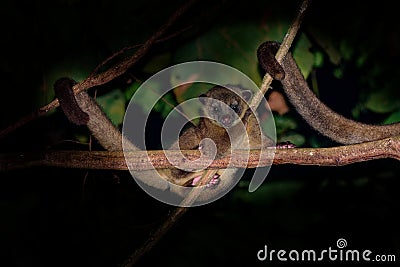 Kinkajou - Potos flavus, rainforest mammal of the family Procyonidae related to olingos, coatis, raccoons, and the ringtail and Stock Photo