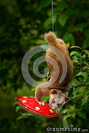 Kinkajou, Potos flavus, tropic animal in the nature forest habitat. Mammal in Costa Rica. Widlife scene from nautre. Wild Kinkajou Stock Photo