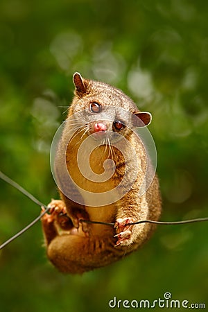 Kinkajou, Potos flavus, tropic animal in the nature forest habitat. Mammal in Costa Rica. Wildlife scene from nature. Wild Kinkajo Stock Photo