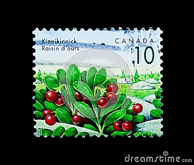 Kinnikinnick (Arctostaphylos uva-ursi), Definitives 1991-96: Edi Editorial Stock Photo