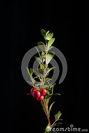 Kinnikinnick with Berries- Red Bearberry Stock Photo