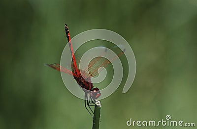 Kirby's Dropwing dragonfly on stem close up Stock Photo