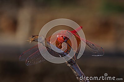 Kirby`s dropwing dragonfly on a twig Stock Photo