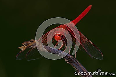 Kirby`s dropwing dragonfly on a twig Stock Photo