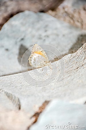 Iranian argus butterfly Stock Photo