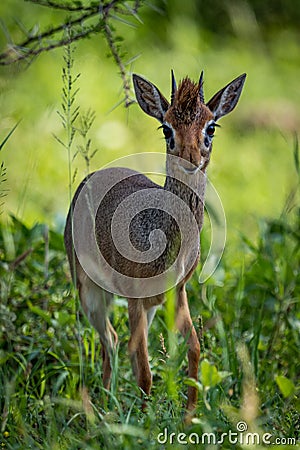 Kirk dik-dik standing in grass facing camera Stock Photo