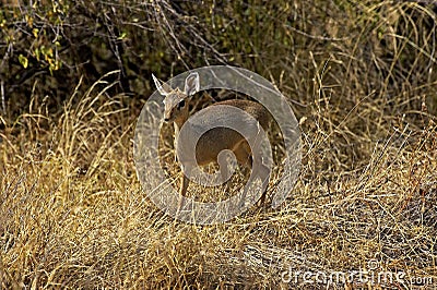 Kirk`s Dik Dik, madoqua kirkii, Adult standing on Dry Grass, Masai Mara Park in Kenya Stock Photo