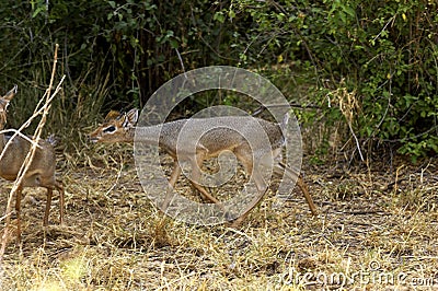 Kirk`s Dik Dik, madoqua kirkii, Adult standing on Dry Grass, Masai Mara Park in Kenya Stock Photo