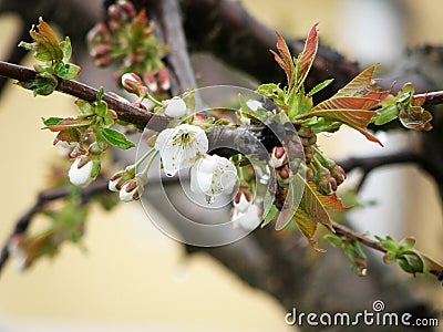 Cherry blossoms with a raindrop Stock Photo