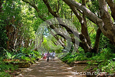 Kirstenbosch national botanical garden Editorial Stock Photo