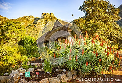 Kirstenbosch National Botanical Garden in Cape Town, South Africa Editorial Stock Photo