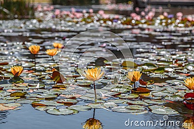 Kiryat Sefer Park in Tel Aviv Stock Photo