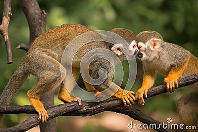 Kissed by a squirrel monkey Stock Photo