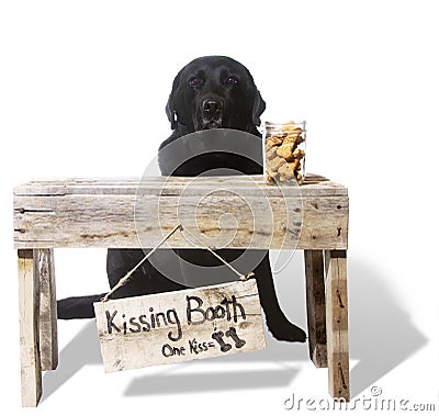 Kissing Booth - Dante, Black English Lab Stock Photo