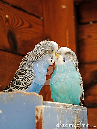 Kissing Budgies Stock Photo