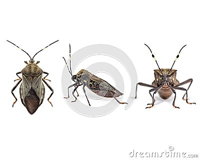 Kissing bug chagas disease vector triatomine; human health emerging zoonotic disease Stock Photo