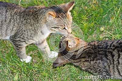 Kissing cats. Stock Photo