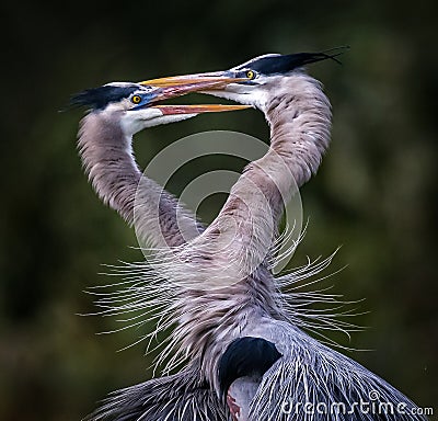 Kissing great blue herons forming a heart shape Stock Photo