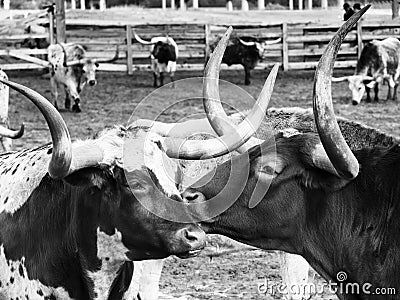 Kissing Long Horns Stock Photo