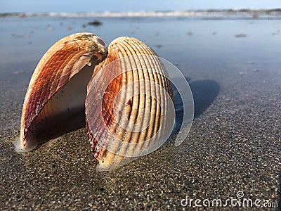 Kissing seashell Stock Photo