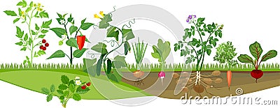 Kitchen garden with different vegetables Stock Photo