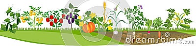 Kitchen garden or vegetable garden with crop of different vegetables. Vector Illustration