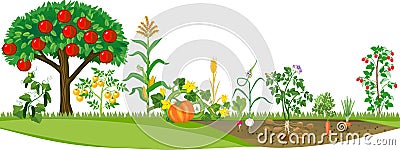 Kitchen garden or vegetable garden with different vegetables and apple tree with ripe red fruits. Vector Illustration