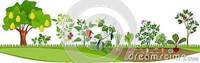 Kitchen garden or vegetable garden with different vegetables and fruit trees Stock Photo