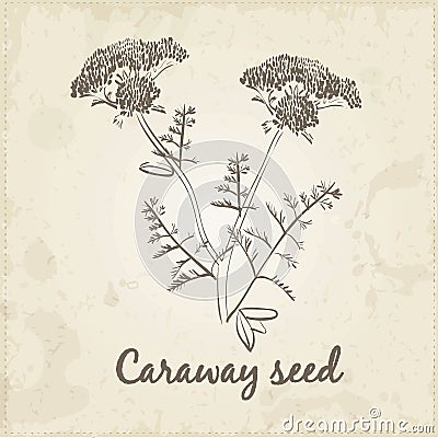 Kitchen hand-drawn herbs and spices, Caraway seed Vector Illustration